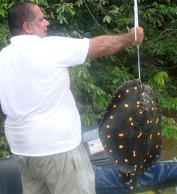 Record photograph for Potamotrygon henlei